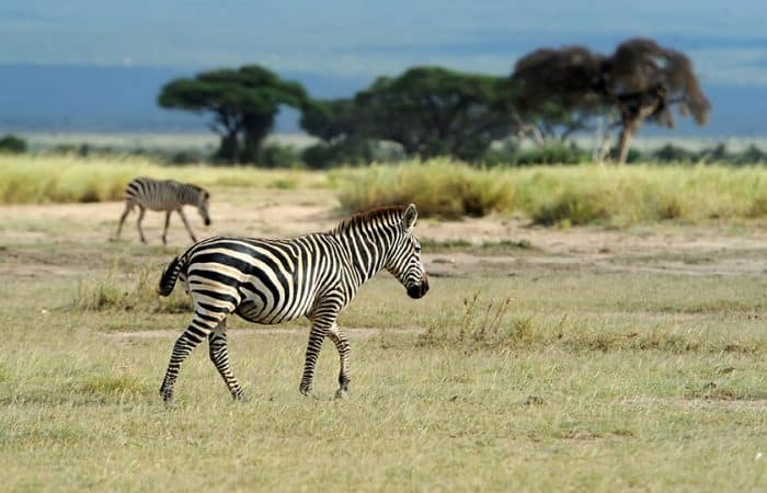 zebra walking in Tarangire