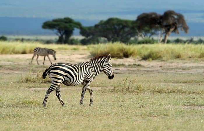 zebra