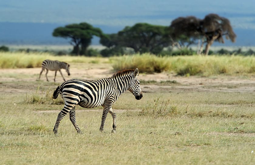 zebra walking in Tarangire