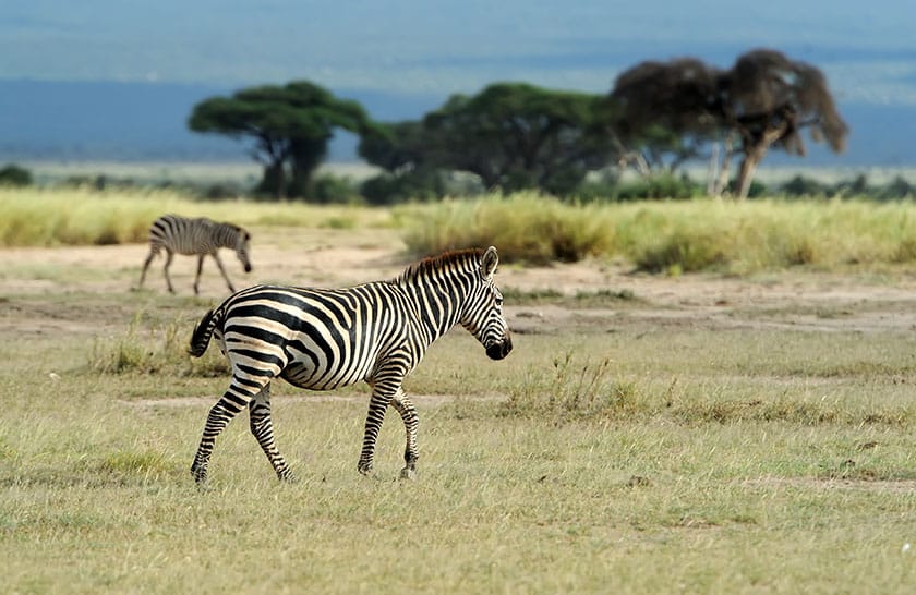 zebra