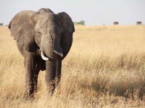 Elephant giant