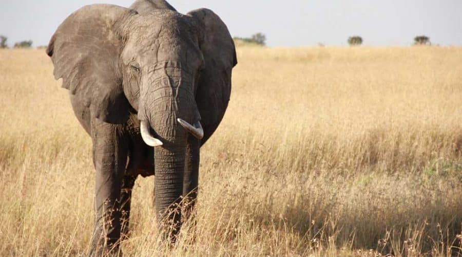 Elephant giant