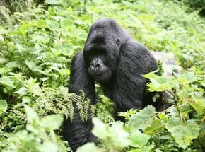 Gorilla