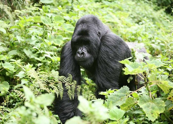 Gorilla
