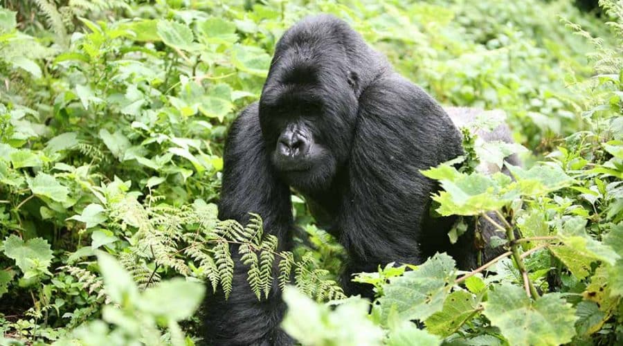 Gorilla