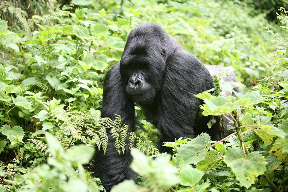 Gorilla