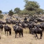 Herds of Zebra and wildebeests in Serengeti