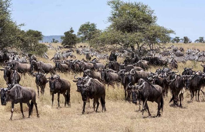 Herds of Zebra and wildebeests in Serengeti