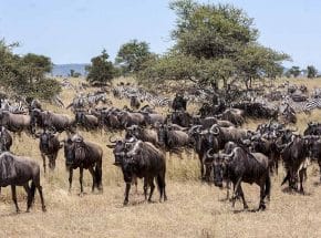 Serengeti migration