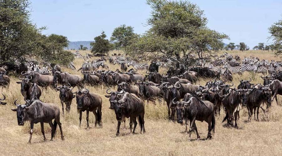 Serengeti migration