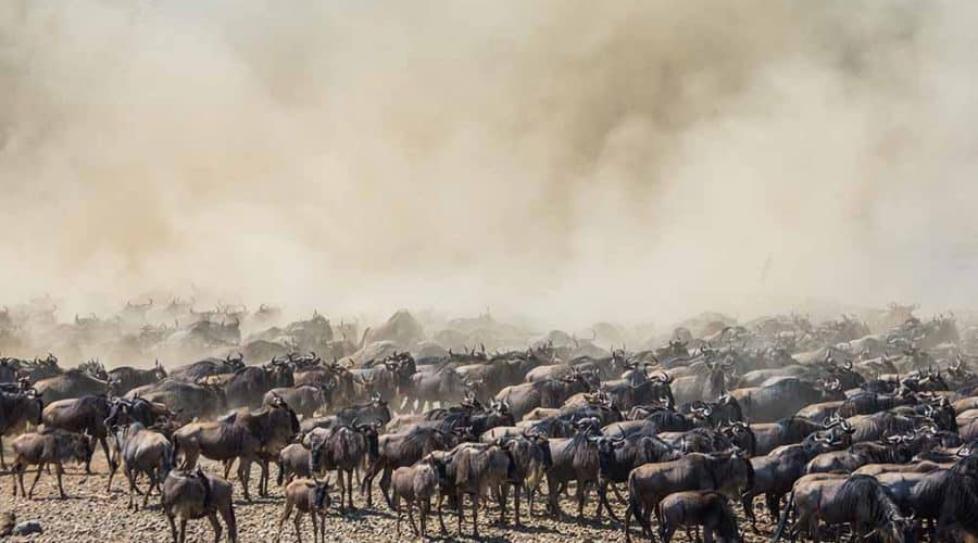 Wildebeest migration 1