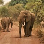 Elephant at Manyara