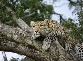 Resting leopard in Ruaha