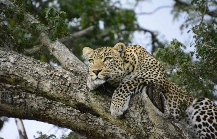 Resting leopard in Serengeti