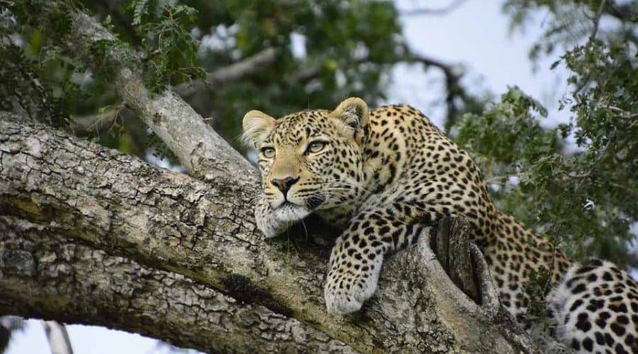Resting leopard in Ruaha