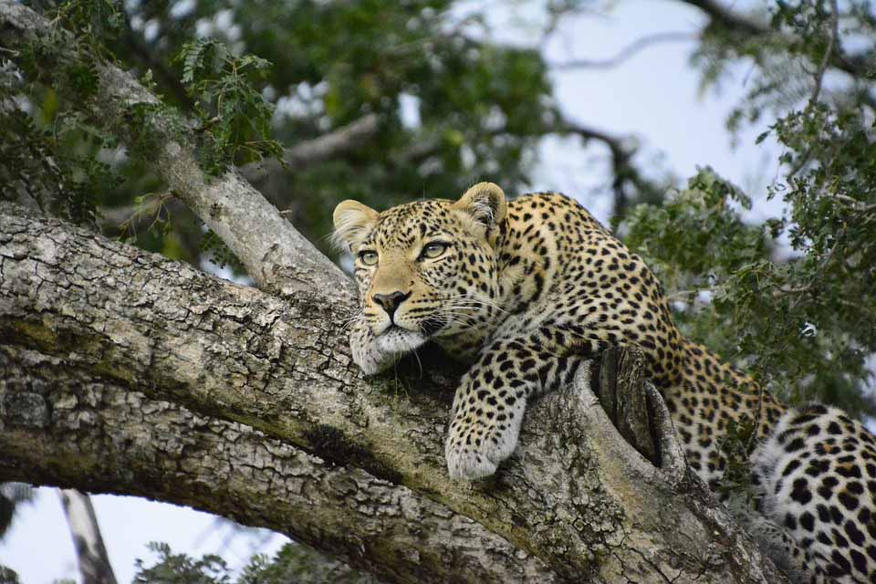 Resting leopard in Serengeti