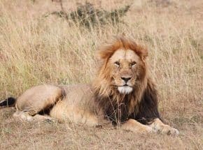 Lion resting at Savannah