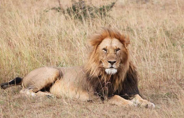 Lion resting at Savannah