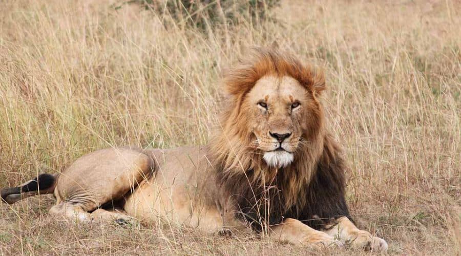 Lion resting at Savannah