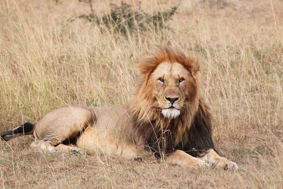 Lion resting at Savannah