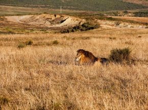 Lion rest