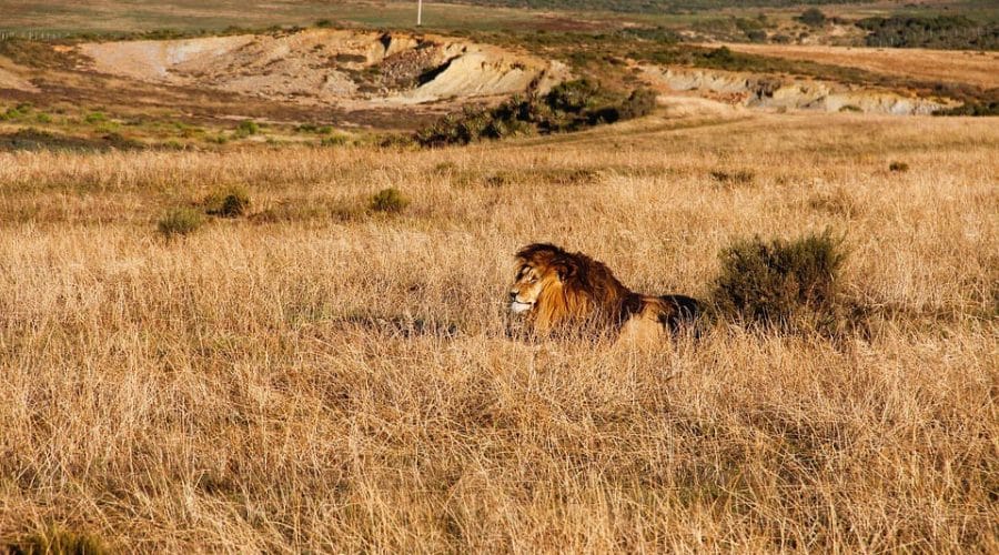 Lion rest