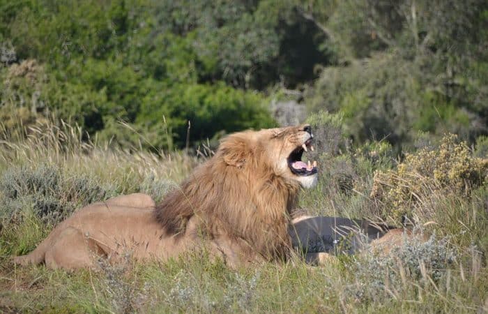 Lion
