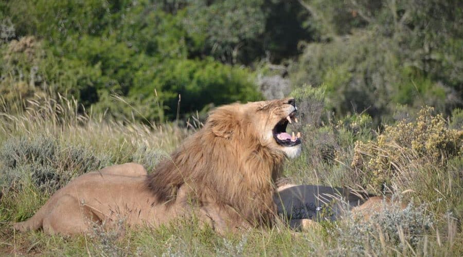 Lion