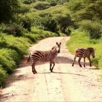 Zebra at Lake Manyara