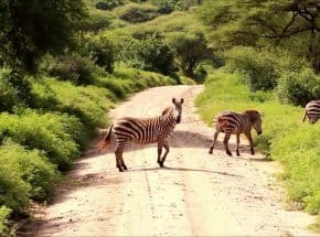 Zebra at Lake Manyara