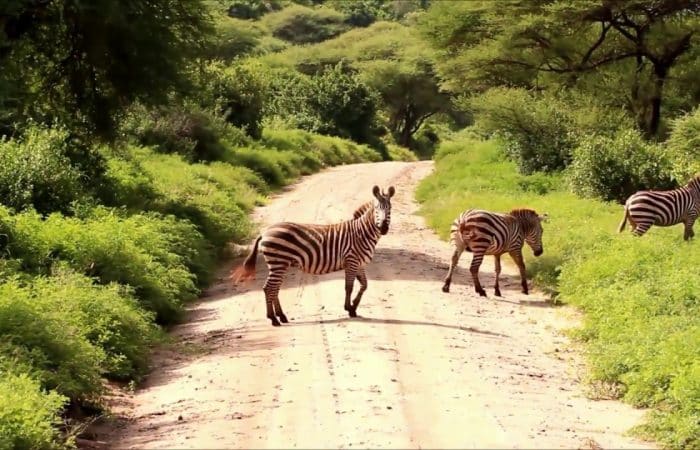 Zebra at Lake Manyara