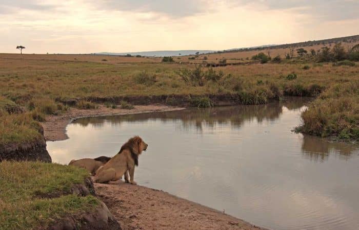Lions in Masai Mara