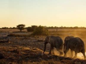 Elephants