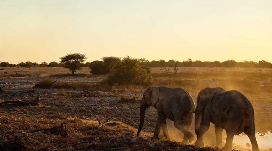 Elephants