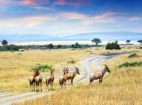 Antelope