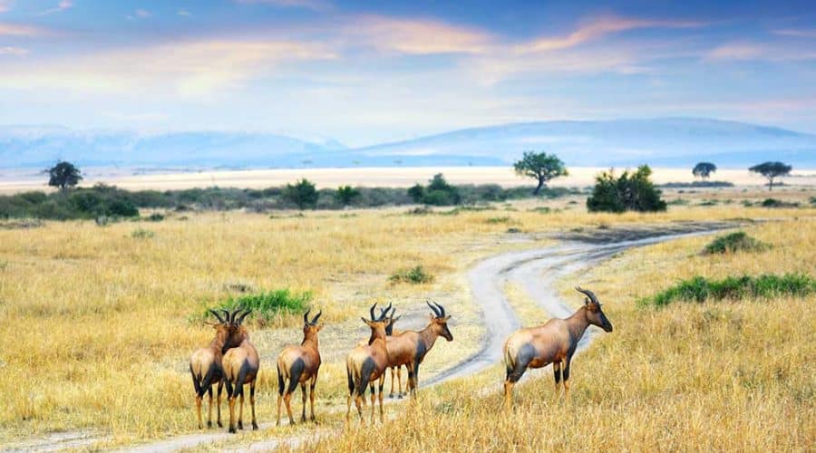 Antelope