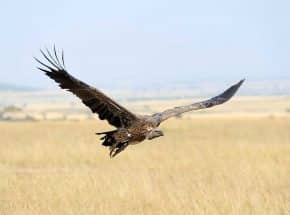 Eagle at Mara