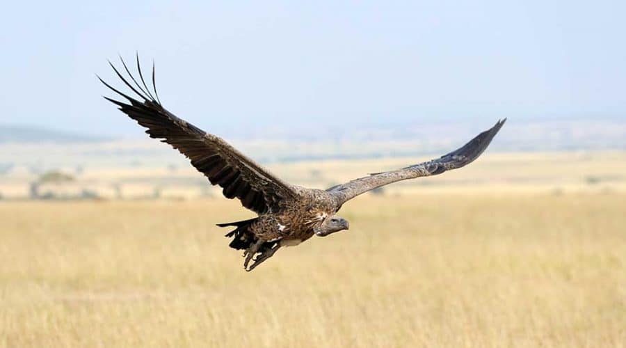 Eagle at Mara