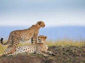 cheetahs at Mara