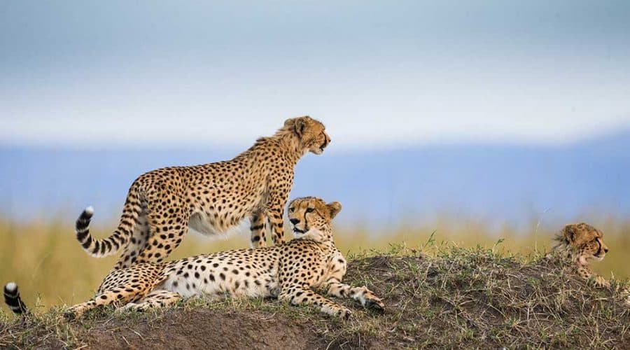 cheetahs at Mara