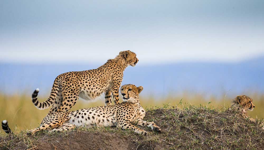 cheetahs at Mara