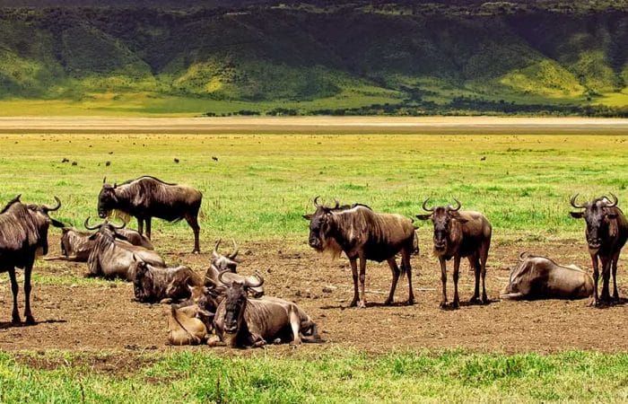 Wildebeests ngorongoro