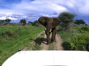 Game drive at Tarangire