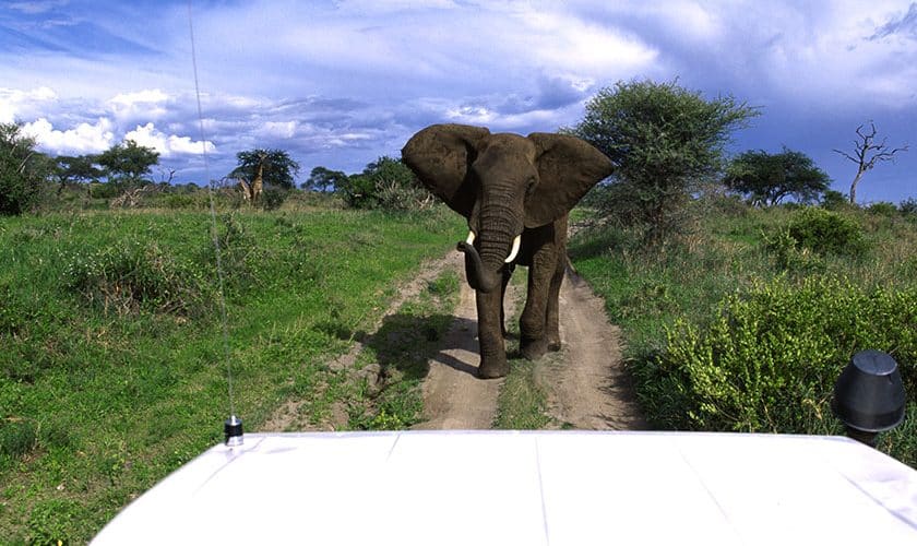 Game drive at Tarangire