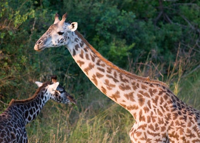 giraffe looks good