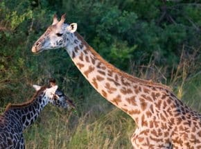 Girrafe game drive
