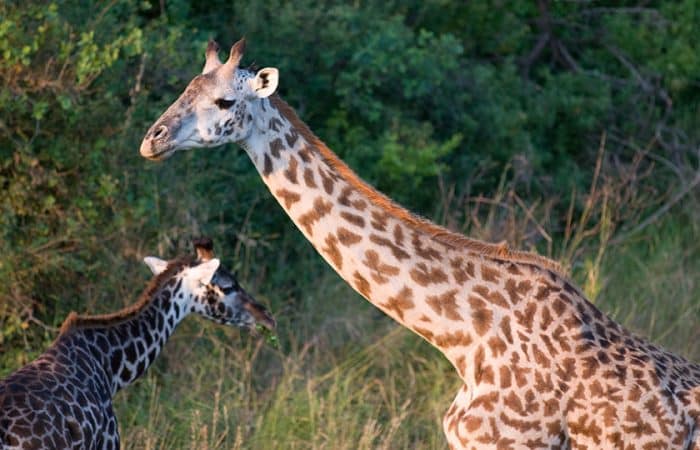 Girrafe game drive