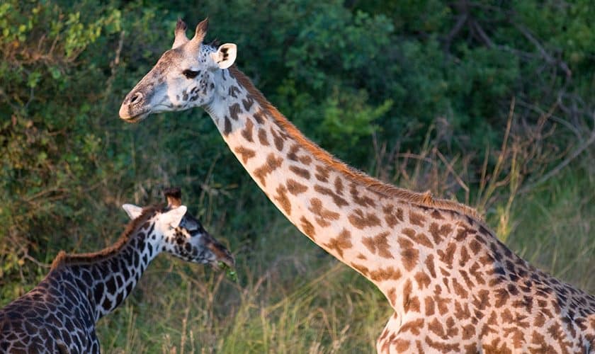 Girrafe game drive