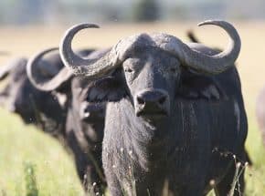 Buffalo bull
