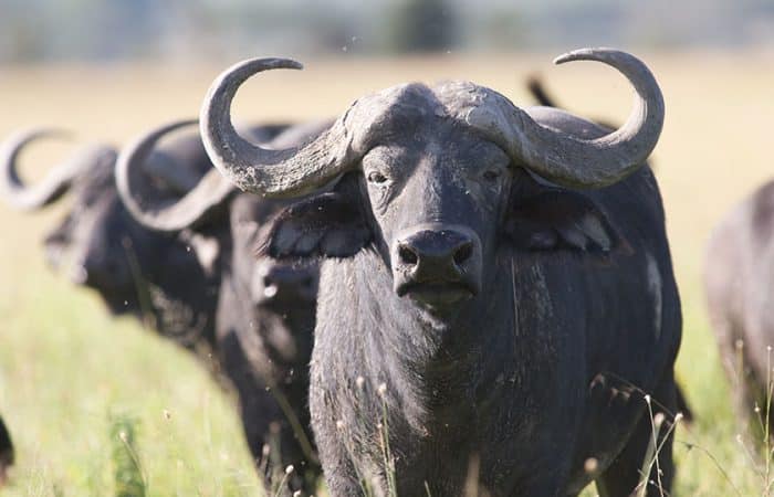 Buffalo bull